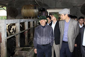 Ba Vì: Giá thu mua sữa bò sẽ tăng