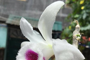 Lan đột biến giá tiền tỷ, giá trị thật hay chỉ là chiêu trò?