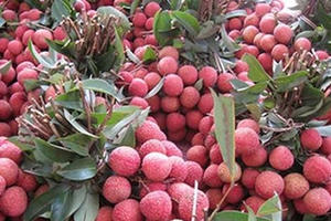 Lô vải đầu tiên xuất khẩu sang Mỹ, Australia