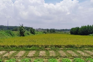 Điều kiện, tiêu chí cho phép chuyển mục đích sử dụng đất