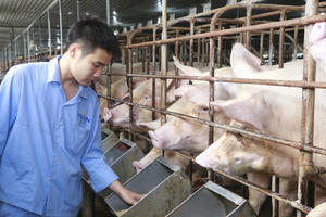 Heo Thái tràn về, giá heo hơi vẫn tiến sát 100.000 đồng/kg