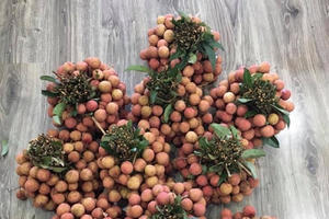 Dân mạng Việt khoe những trái vải bán trong siêu thị Nhật, 120.000 đồng được mỗi 7 quả mà vẫn "cháy hàng"