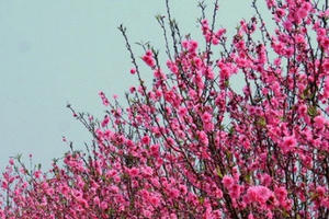 Cước vận chuyển đào, mai tết bằng máy bay gần 500.000 đồng/bó