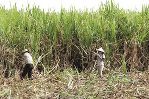 VCBS: Ngành mía đường khởi sắc, nhiều doanh nghiệp hưởng "trái ngọt"