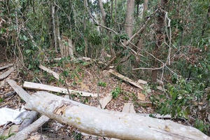 Bắt giam Chủ tịch công ty trong vụ phá 30.000m2 rừng để 'trồng rừng'