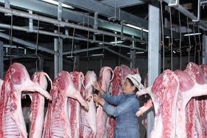 Bộ Công thương lập danh sách các giải pháp giải cứu đàn lợn tồn trong dân
