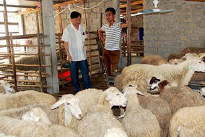 Canh bạc nuôi cừu ở Nghệ An