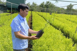 Kỳ lạ sức sống loài cây được kỳ vọng cứu Tây Nguyên