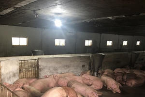 Lô 500 con heo thịt nhập từ Thái đã về đến Đồng Nai