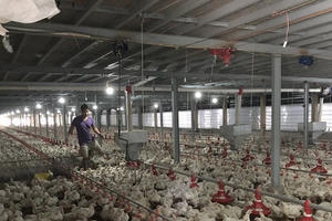 Giá gà rớt thê thảm 11.000 đồng/kg