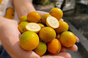 Quất Đài Loan không múi bán chạy dịp đầu năm