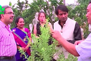 Đáng chú ý: Việt Nam trồng khảo nghiệm thành công giống cây đàn hương quý hiếm