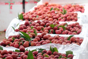 Chuyên gia Nhật giám sát việc xuất khẩu vải thiều Việt Nam