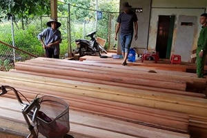 Phát hiện nhiều điểm tập kết hàng trăm m3 gỗ lậu