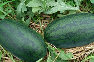 Quảng Ngãi: Phát thư ngỏ kêu gọi hỗ trợ "giải cứu" nông sản