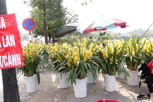 24 tết, người bán hoa tại Hà Nội xả hàng, giảm giá, chỉ mong huề vốn