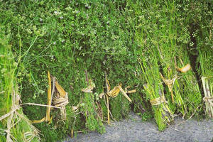  Ý nghĩa phong tục tắm lá mùi già vào chiều 30 Tết là gì mà ai cũng cố mua cho bằng được