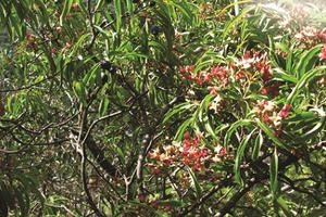 Đàn hương "hoàng kim" thu 27 tỷ/năm