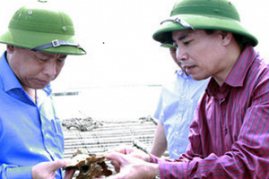 Quảng Ninh: Tìm ra nguyên nhân hàu chết gây thiệt hại 82 tỷ đồng