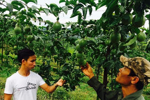 Kon Tum: Xuất hiện “xã hội đen” đe dọa thương lái và người dân để ép giá chanh dây?