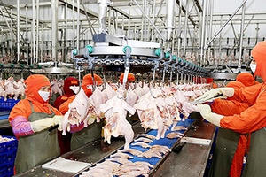 Ngành chăn nuôi bị nước ngoài “nuốt chửng”?