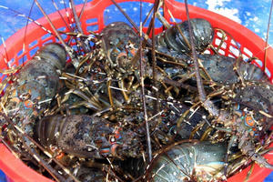 Tôm hùm rớt giá chưa từng có, bào ngư giá rẻ chỉ 15.000 đồng/con