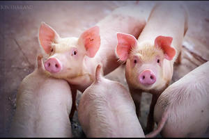 Giá thịt lợn ở Thái Lan tăng cao nhất trong một thập kỷ 