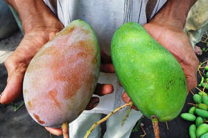 Trung Quốc 'tuýt còi' xoài Việt