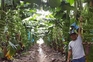 Trái cây của bầu Đức rộng đường qua Trung Quốc với cánh cửa Campuchia