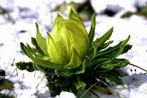 Hoa sen núi tuyết 7 năm mới nở hoa: Tăng sinh lực, 100 triệu/kg