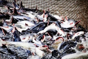 Hiệp định EVFTA: Bảo đảm chất lượng hàng hóa để 'vượt rào'