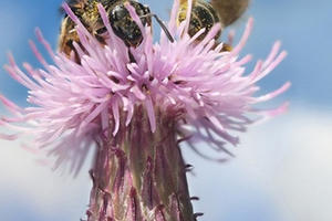 Vụ nhập 1,6 triệu tấn lúa mì nhiễm cỏ kế: Cực kỳ nguy hiểm với nền nông nghiệp nước ta