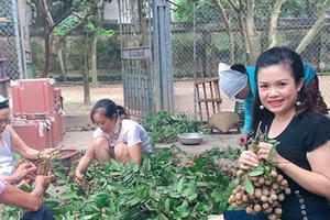 Đạt tiêu chuẩn ATTP, nhãn chín muộn Đại Thành vươn ra thị trường nước ngoài