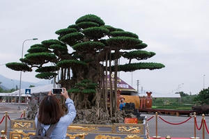 Hà Nội: Có gì đặc biệt ở cây sanh "Đại thế vân tùng" giá 10 tỉ dát tới 5 cây vàng?