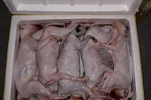 Kinh hãi phát hiện hơn 1 tấn thịt mèo đông lạnh không rõ nguồn gốc trên xe khách