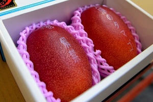 'Trứng mặt trời' đỏ rực, mua 2 quả biếu sếp hết nhẵn tháng lương