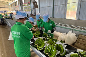 HAGL (HAG) lãi sau thuế 108 tỷ đồng trong tháng 2/2023 nhờ giá chuối cao