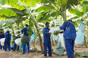 HAGL Agrico (HNG) thu hẹp khoản lỗ quý II/2023 xuống còn 128 tỷ đồng