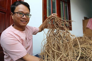 Trồng ba kích dưới tán rừng cao su thu tiền tỷ