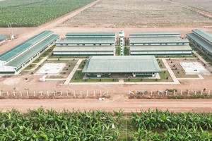 Bầu Đức trồng sầu riêng, 'vua thép' Trần Đình Long nuôi gà: Làn sóng đầu tư nông nghiệp quy mô lớn của các tỷ phú Việt