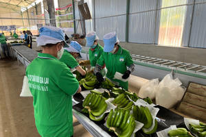 Hoàng Anh Gia Lai (HAG) lãi hơn 1.100 tỷ đồng, đạt 99% mục tiêu lợi nhuận năm sau 11 tháng