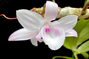 Giao dịch lan "đột biến gen" hàng chục tỷ đồng có dấu hiệu biến tướng thành kinh doanh đa cấp