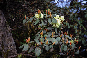 Đỉnh Fansipan rực rỡ sắc hoa đỗ quyên vàng đúng dịp 30/4 - 1/5