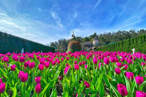 Thưởng ngoạn hàng nghìn bông tulip quý hiếm trên đỉnh Bà Nà dịp Tết Nguyên đán