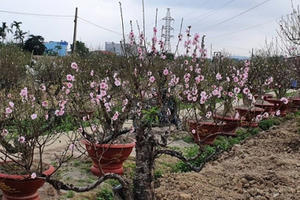 Đào tết bung nở sớm, người làng hoa khóc ròng
