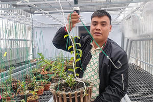 Chủ vườn nói gì về vụ giao dịch lan đột biến gần 300 tỷ đồng