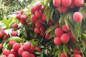 Dự kiến 3 phương án tiêu thụ vải thiều Lục Ngạn