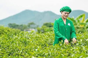 Tâm Trà Thái: Doanh nghiệp bảo tồn phát triển giống trà cổ trên vùng đất Tân Cương