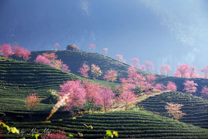 Hơn 2.400 tỷ đồng đầu tư Khu đô thị sinh thái Đồi chè Ô Quý Hồ tại Sa Pa