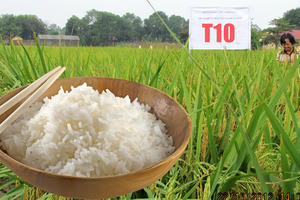 Gạo Hưng Cúc: Thơm hương quê lúa Thái Bình 